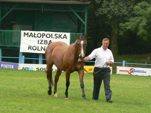 Chempionat Koni w Klikowej (1 czerwiec 2007r.)