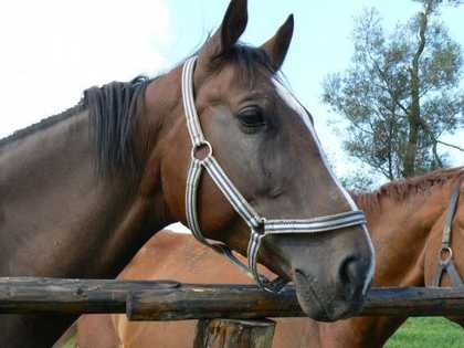 ESTER