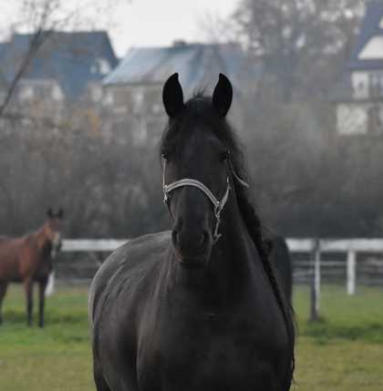 HINNIE