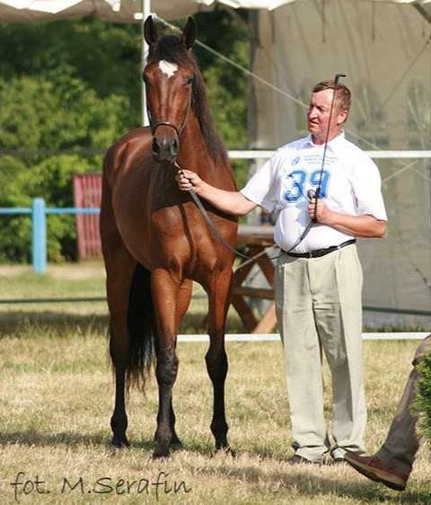 Chempionat Koni w Klikowej (28 czerwiec 2008r.)