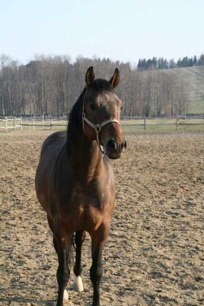 FRAKTAL