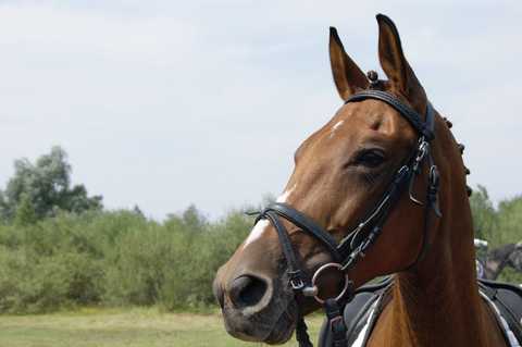 Zawody Hippiczne w Ludźmierzu (04-05 sierpień 2012r.)