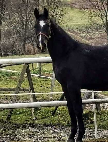 BLACK LORD