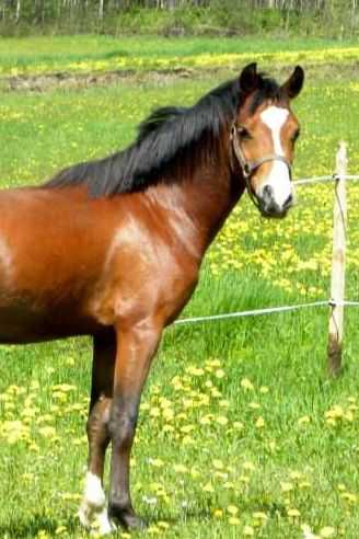 HELIOS
